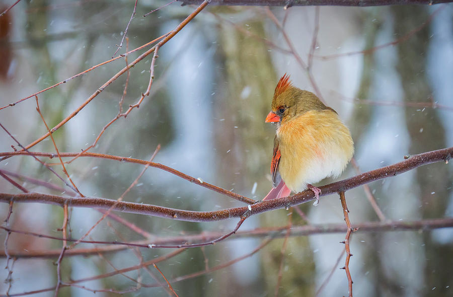 Cardinal in Snow #3 Photograph by David Kay