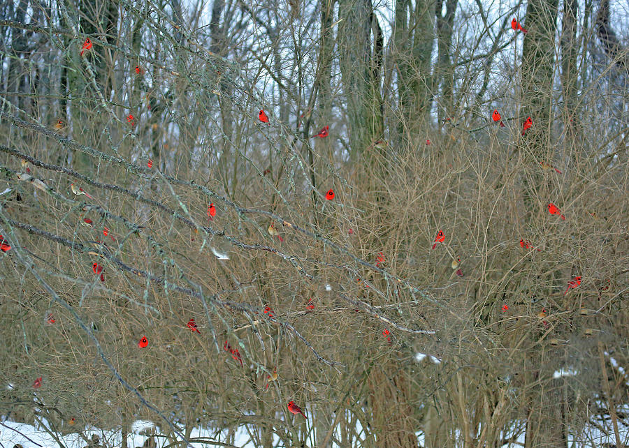 Cardinals Galore #3 Photograph by PJQandFriends Photography