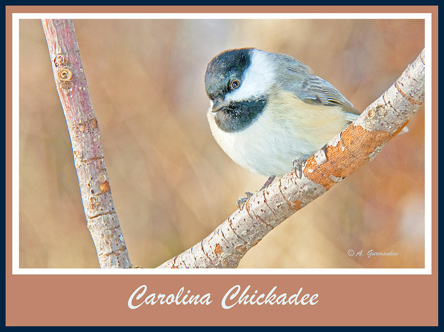 Carolina Chickadee #3 Photograph by A Macarthur Gurmankin