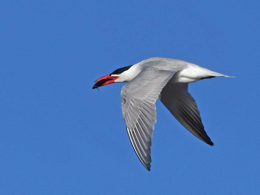 Caspian Tern Flies Photograph