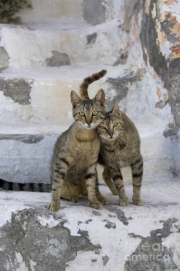 Cat Photograph - Cat And Her Kitten #3 by Jean-Louis Klein & Marie-Luce Hubert