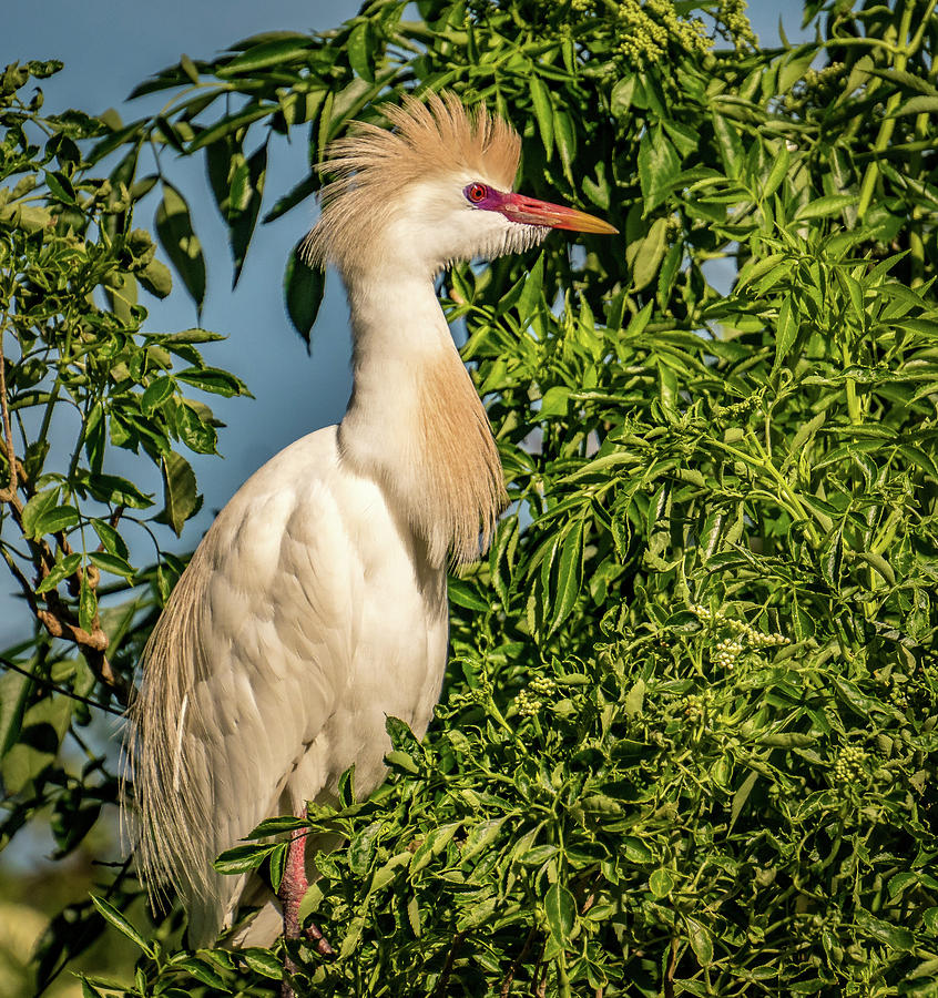 Cattle Egret #3 Photograph by Jane Luxton