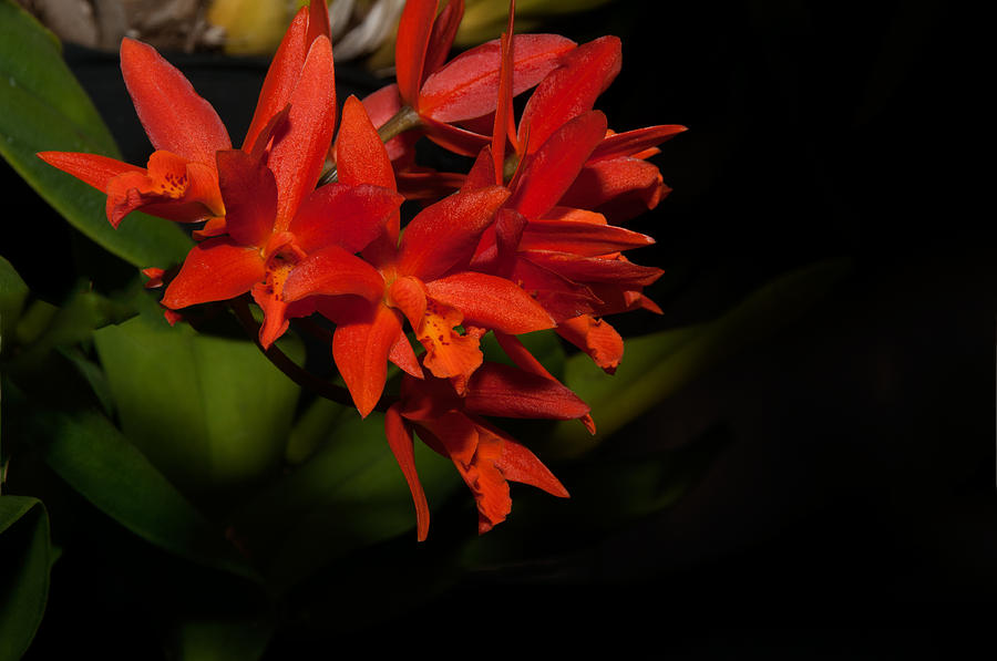 Flower Digital Art - Cattleya Style Orchids #3 by Carol Ailles