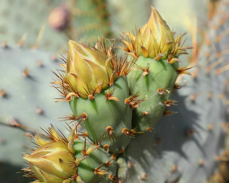 Cactus Flowers #4 Photograph by Douglas Miller