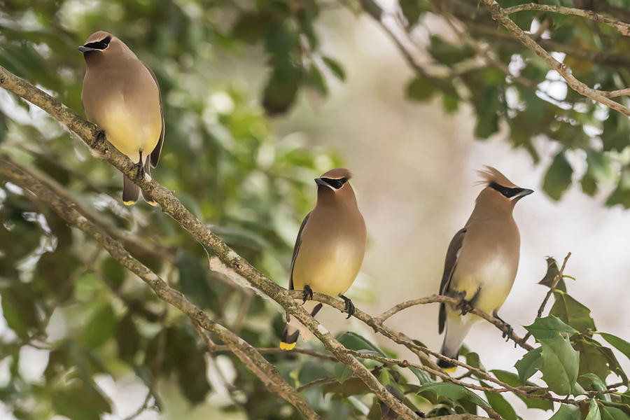 3 Cedar Waxwings  Photograph by Terry DeLuco