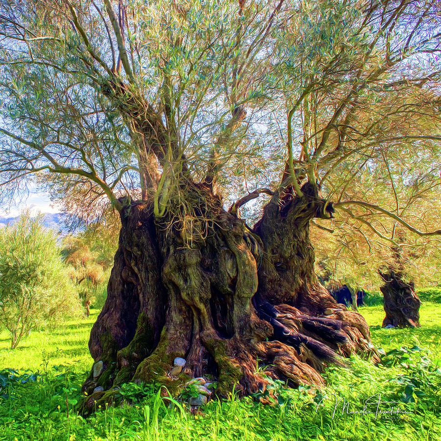 Centuries Old Olive Tree Photograph By Manolis Tsantakis 7944