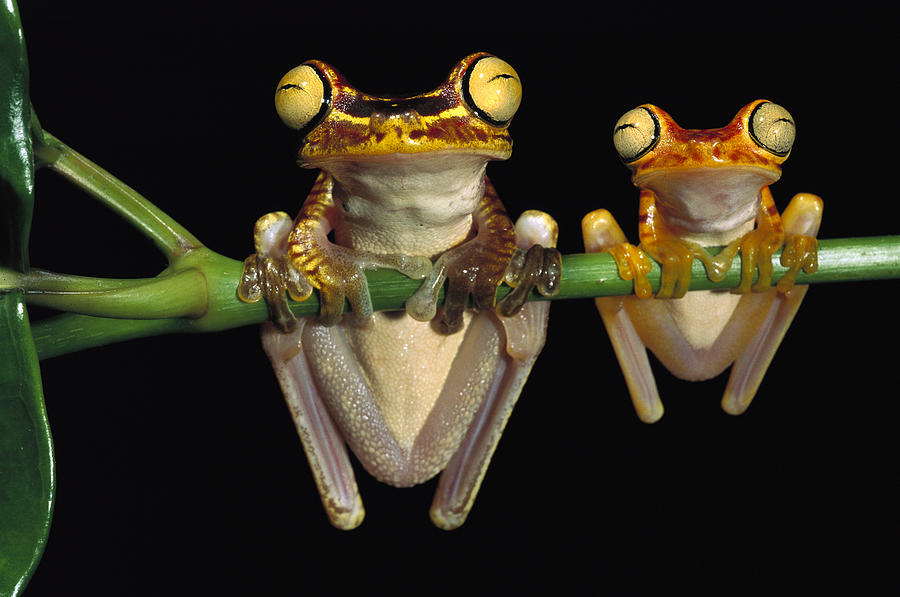 Chachi Tree Frog Hyla Picturata Pair #3 Photograph by Pete Oxford