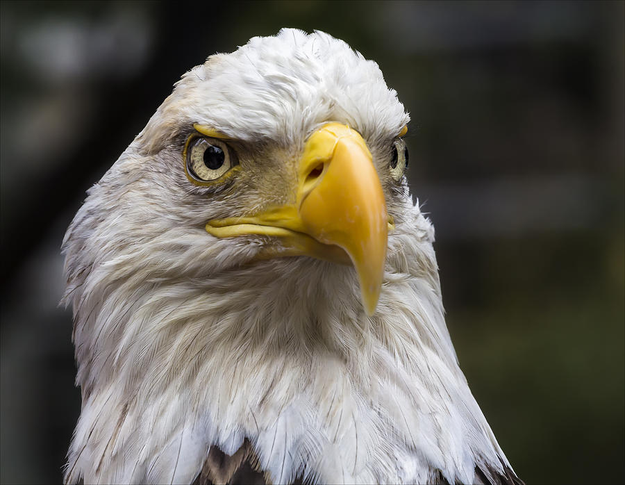 Challenger the Bald Eagle #3 Photograph by Robert Ullmann