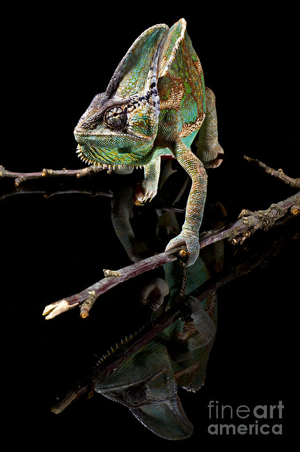 Chameleon Lizard #3 Photograph by Gunnar Orn Arnason