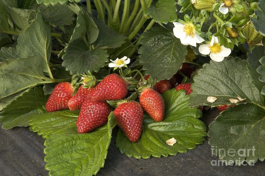 Chandler Strawberries #3 Photograph by Inga Spence