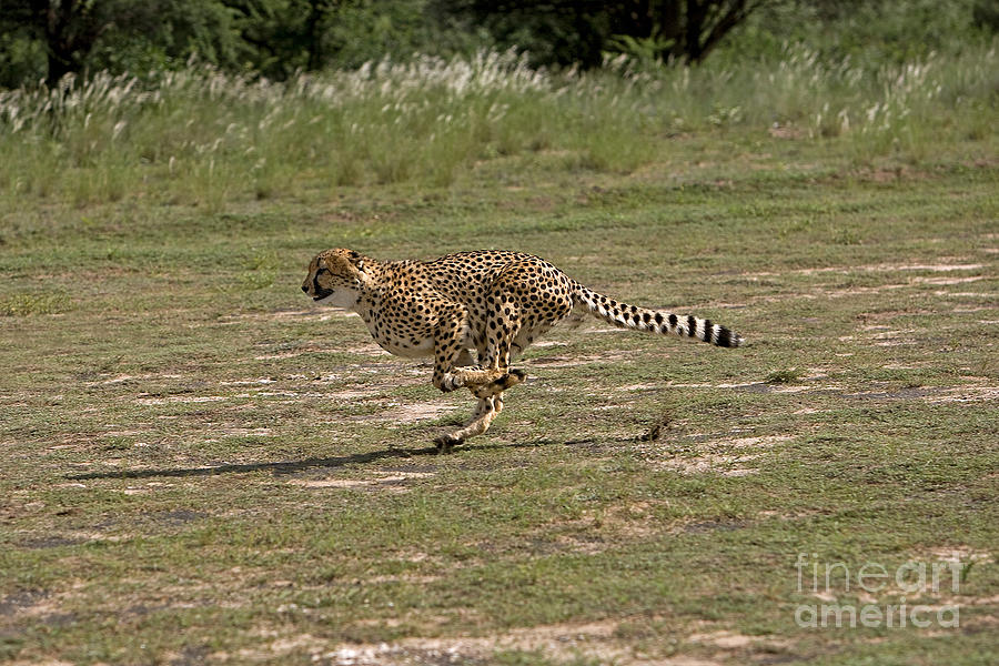 Cheetah Acinonyx Jubatus #3 Photograph by Gerard Lacz