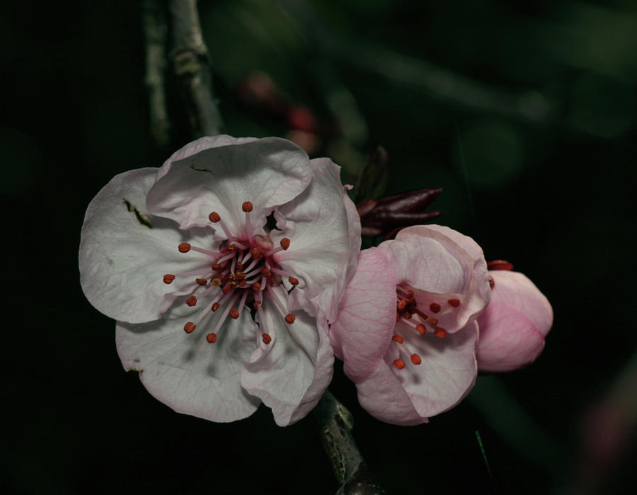 Cherry Blossom #3 Photograph by Masami Iida