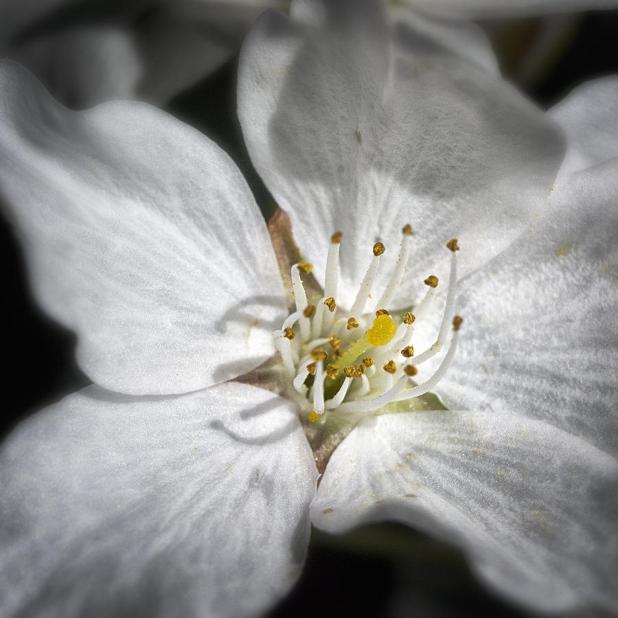 Cherry Blossom #5 Photograph by Robert Fawcett