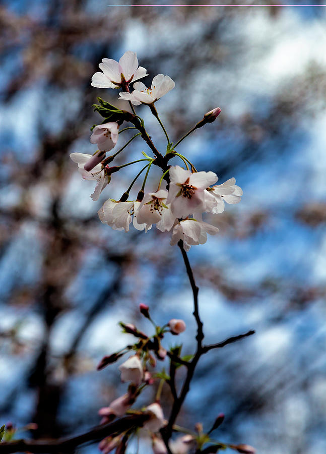 Cherry Blossoms and Raindrops #3 Photograph by Robert Ullmann
