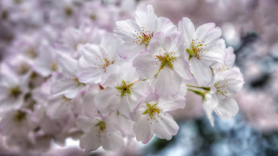 Cherry Blossoms #3 Photograph by Bill Dodsworth
