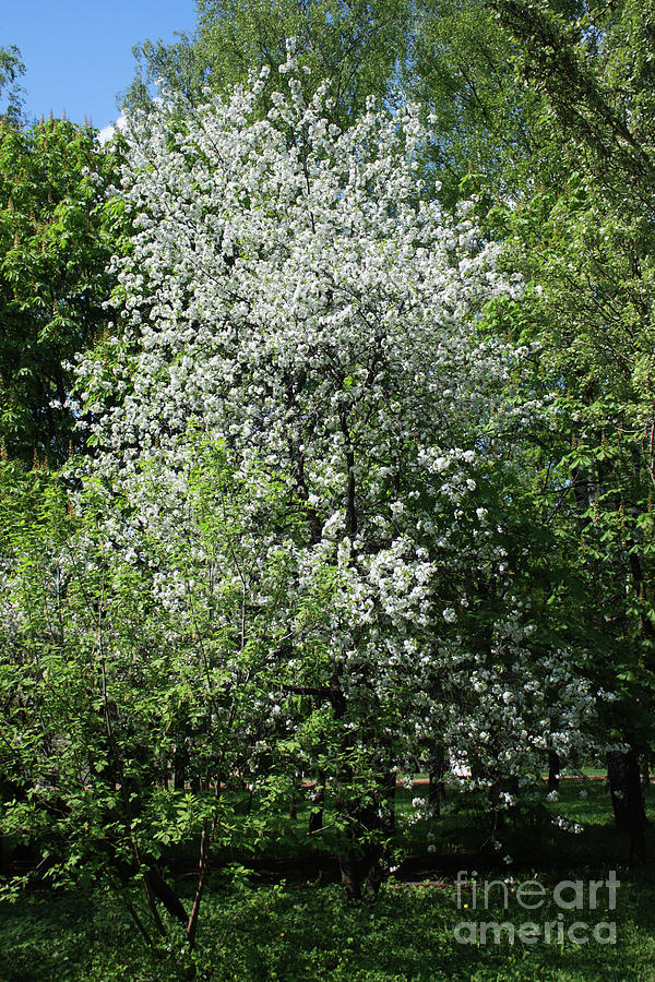 Cherry tree in blossom #4 Photograph by Irina Afonskaya