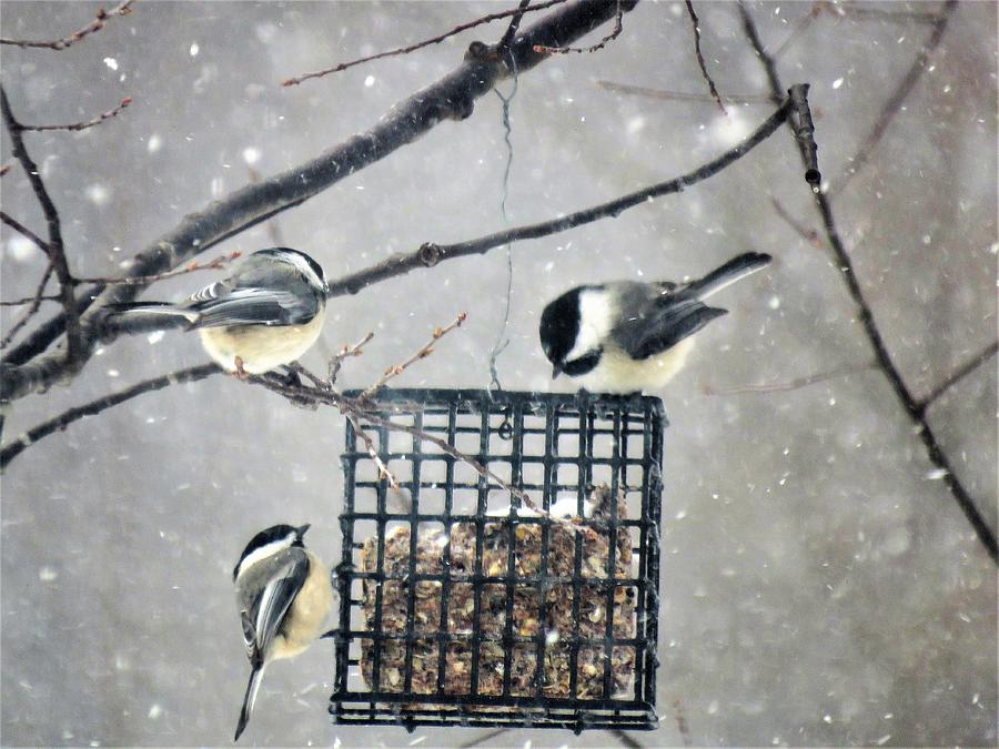 Winter Photograph - Three Chickadees in Winter by Carol McGrath