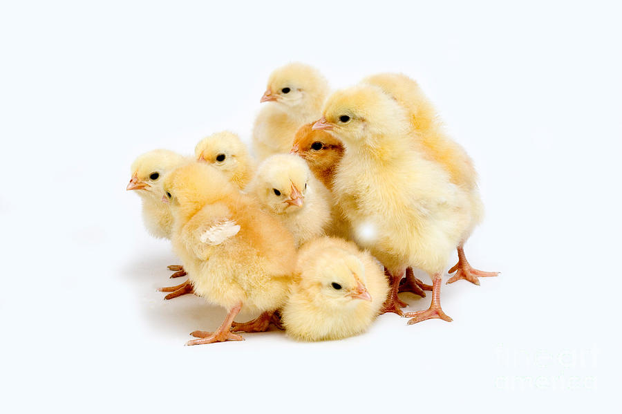 Chicks #3 Photograph by Gerard Lacz