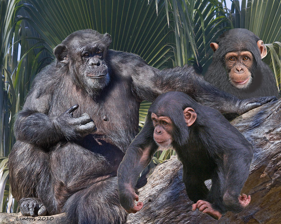 Chimpanzee Montage #3 Photograph by Larry Linton