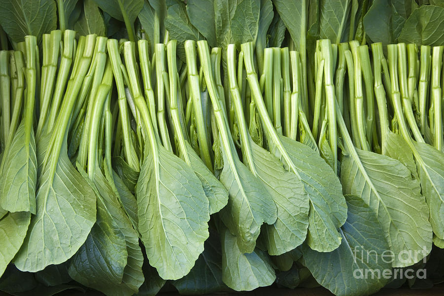 Chinese Vegetable, Yu Choy Sum Photograph by Inga Spence