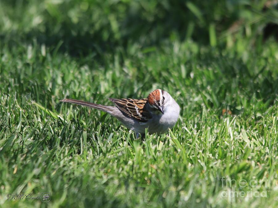 Chipping Sparrow #2 Photograph by J McCombie