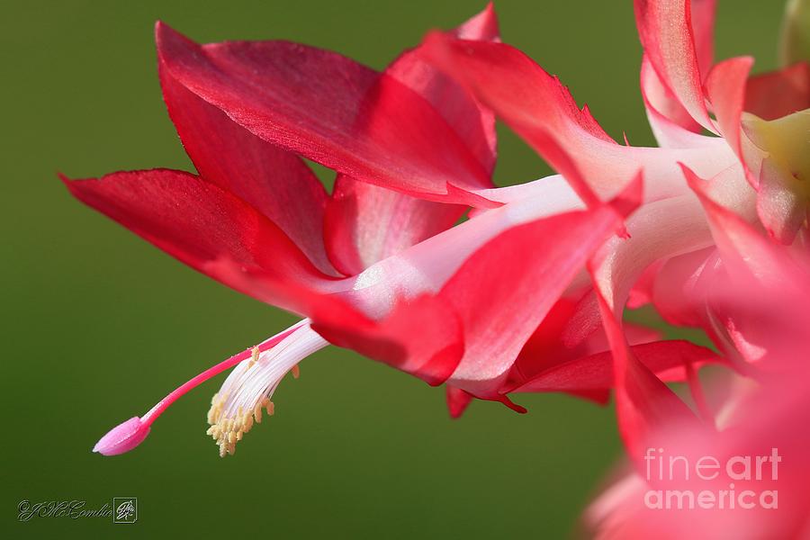 Christmas Cactus named Coral Red #4 Photograph by J McCombie