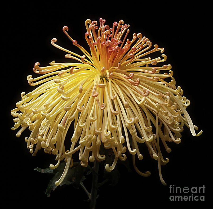 Chrysanthemum Lava #3 Photograph by Ann Jacobson