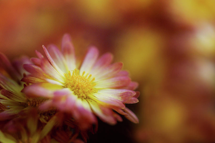 Daisy Digital Art - Chrysanthemum #3 by Maye Loeser