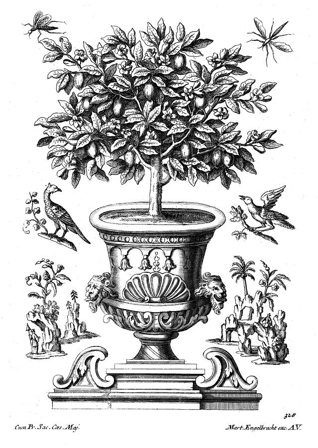 Citrus trees Drawing by Martin Engelbrecht