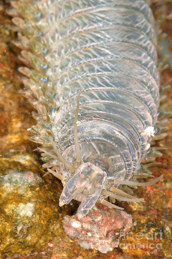 Animal Photograph - Clam Worm #3 by Ted Kinsman
