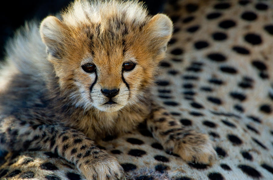 Close-up Of Cheetah Acinonyx Jubatus #3 Photograph by Panoramic Images