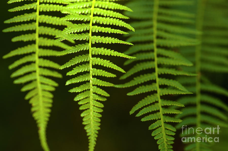 Close-up of Ferns  #3 Photograph by Jim Corwin