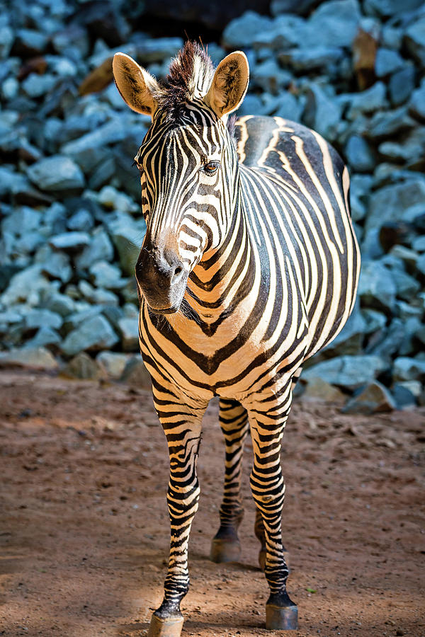 Close-up Portrait Of A Zebra Animal At Zoo #3 Photograph by Alex Grichenko