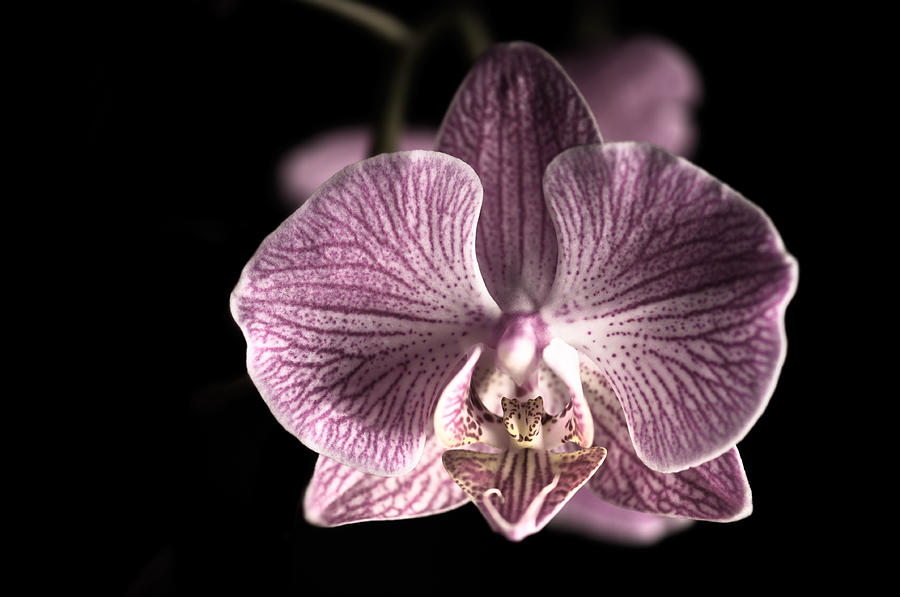 Orchid offers Blossom