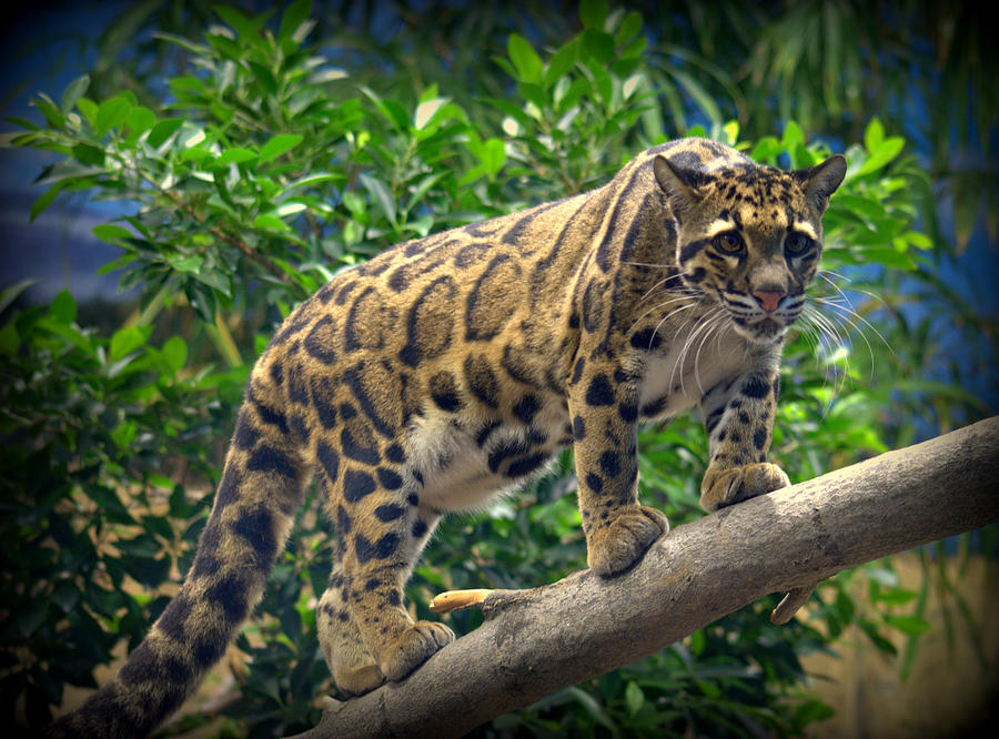 Cat Photograph - Clouded Leopard Neofelis nebulosa #3 by Nathan Abbott