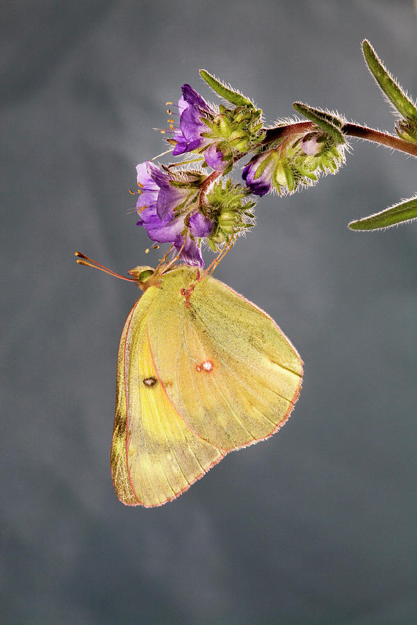 Clouded Sulphur Butterfly #3 Photograph by Buddy Mays