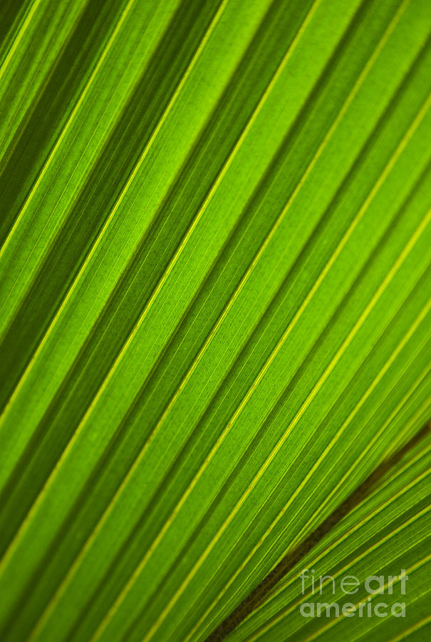 Coconut Palm Leaf #3 Photograph by Dana Edmunds - Printscapes