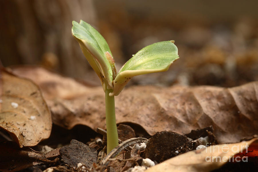 Coffee Seedling #3 Photograph by Ted Kinsman