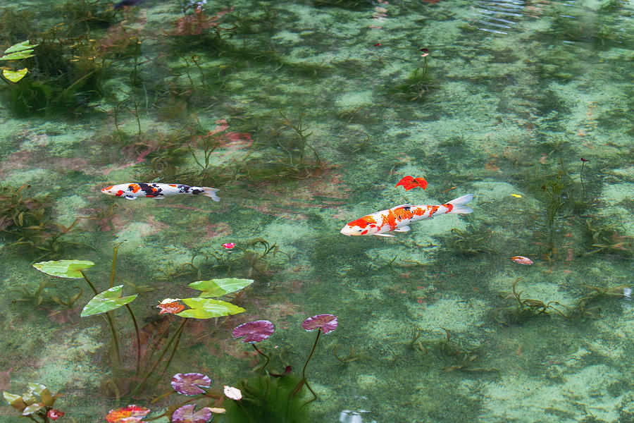 Colored Carp at Monets Pond #3 Photograph by Hisao Mogi