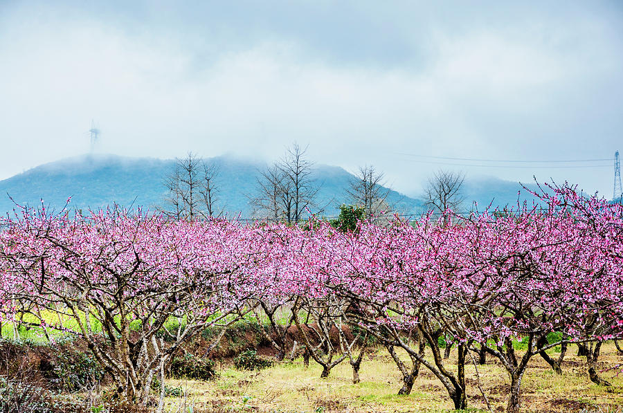 Colorful countryside scenery #3 Photograph by Carl Ning