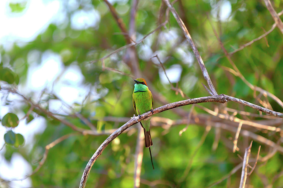 Colorful Little Green Bird Named Bee-eater Is Sitting On A Dry Twig #3 Photograph by Gina Koch