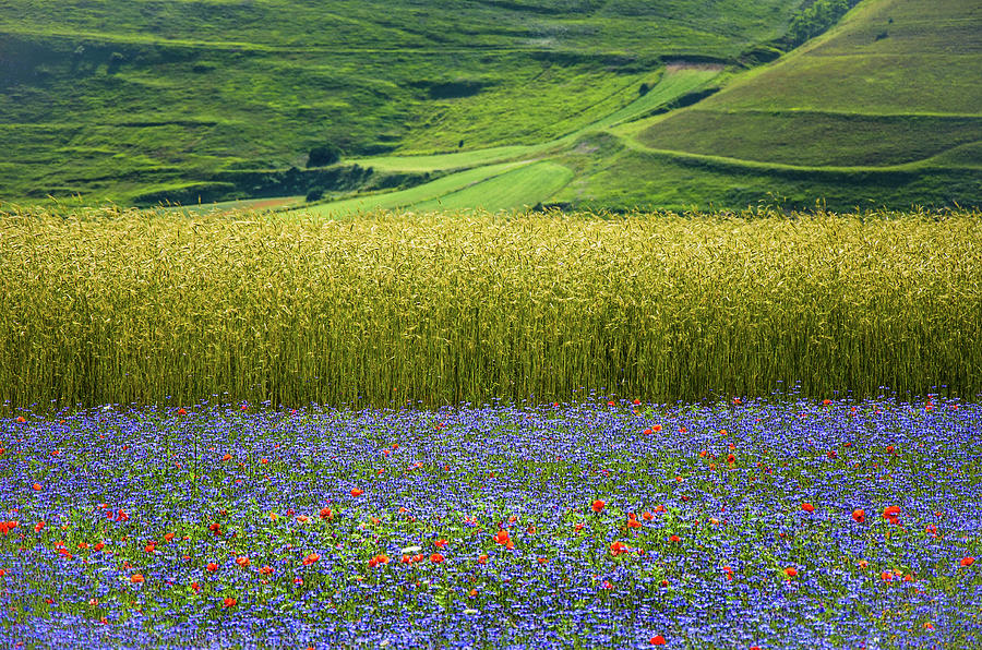 Colors of Italy Photograph by CRISTINA CICIARELLI Cris Click - Fine Art ...