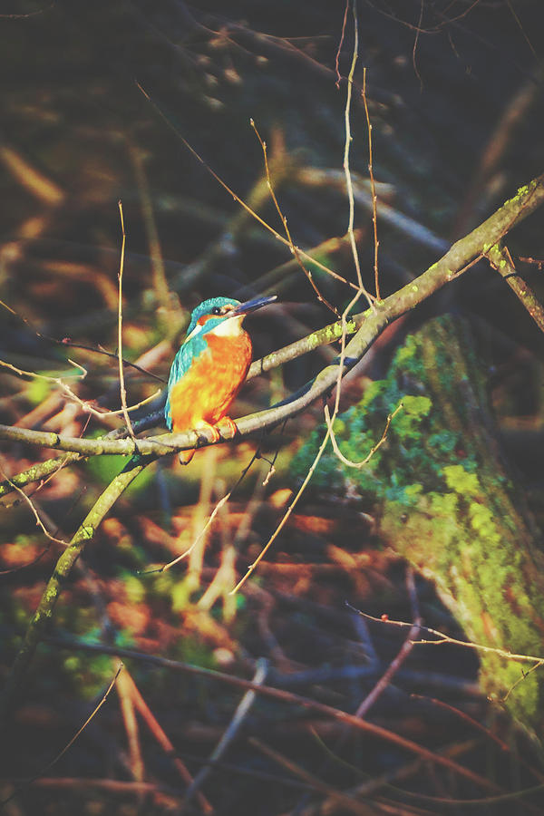 Common Kingfisher - Alcedo atthis #5 Photograph by Marc Braner