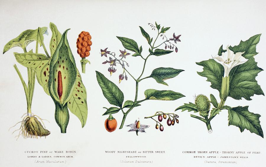 Common Poisonous Plants. Left To Right 3 Drawing by Vintage Design