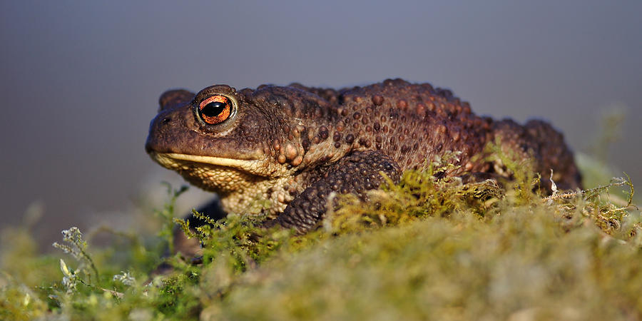 Common toad #3 Photograph by Gavin Macrae