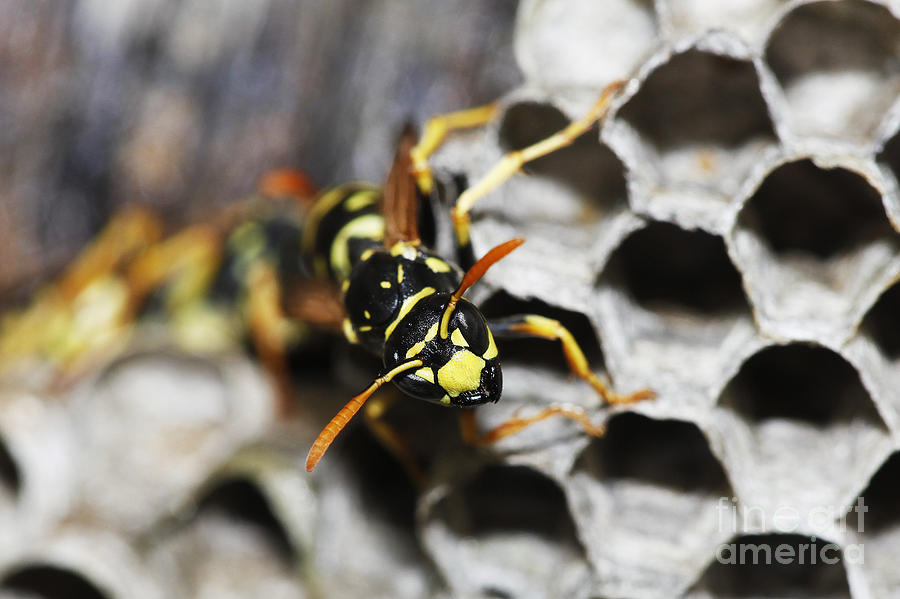 Common Wasp Vespula Vulgaris #3 Photograph by Gerard Lacz