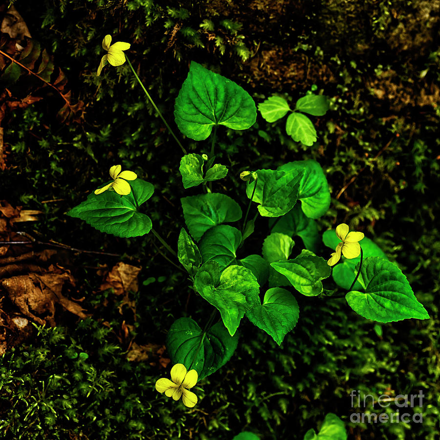 Spring Photograph - Common Yellow Violet #3 by Thomas R Fletcher
