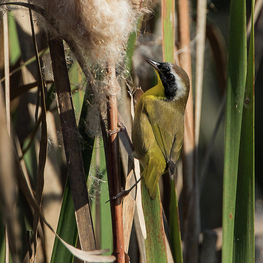 Common Yellowthroat #3 Photograph by Ronnie Maum