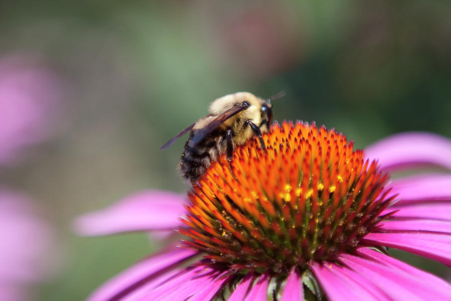 Coneflower with Bee Photograph by Renee Skiba - Fine Art America