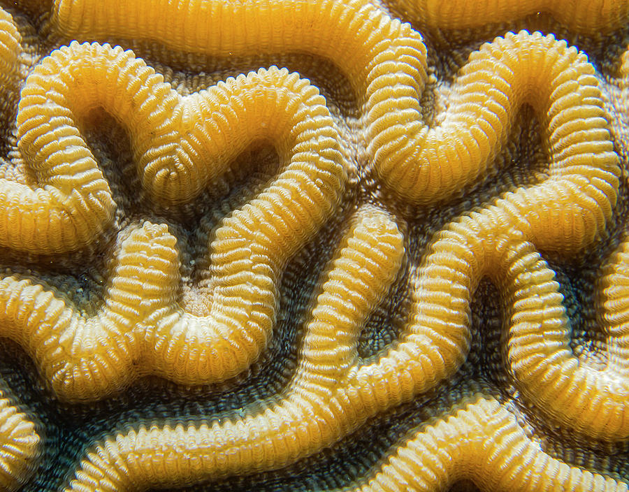Coral Maze #3 Photograph by Jean Noren